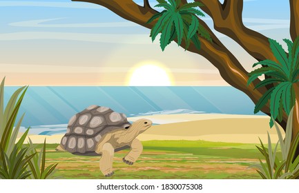 Aldabra giant tortoise on the coast of a tropical island. Aldabrachelys gigantea. Animal of the islands of the Pacific Ocean. Realistic vector landscape