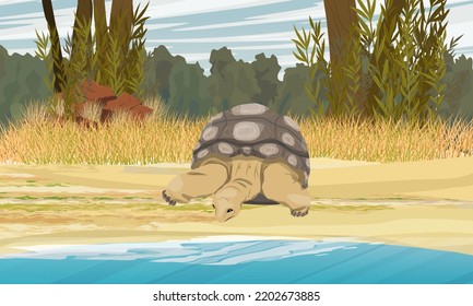 Aldabra giant tortoise on the coast of a tropical island. Reptiles of the islands of the Pacific Ocean. Realistic vector landscape