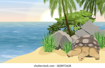 Aldabra giant tortoise on the shores of a small tropical island with white sand and palm trees. Aldabrachelys gigantea. Animal of the islands of the Pacific Ocean. Realistic vector landscape