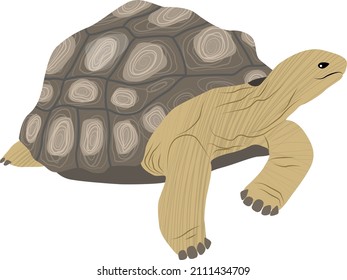 Aldabra giant tortoise side view. Turtle Aldabrachelys gigantea. Animal of the islands of the Pacific Ocean. realistic vector animal