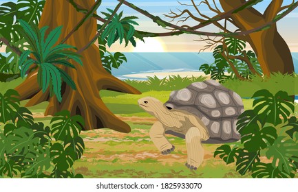 Aldabra giant tortoise in the tropical jungle by the sea. Tall tropical trees, shrubs and vines. Aldabrachelys gigantea. Animal of the islands of the Pacific Ocean. Realistic vector landscape