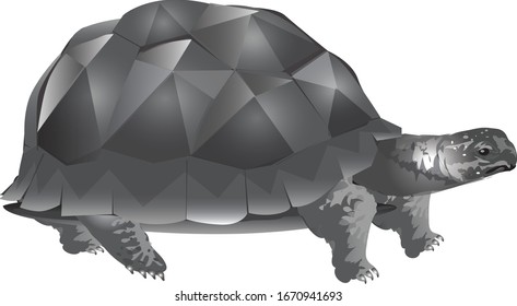 Aldabra Tortoise, gran tortuga negra - Vector