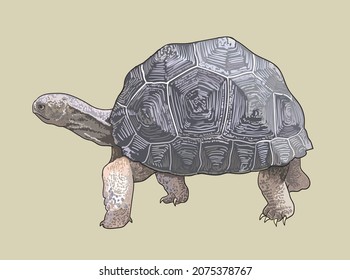 Aldabra Tortoise Drawing Exotic Herbivora Artillustration Stock Vector ...