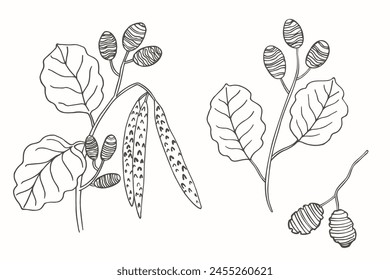 Alder branch sketch hand drawn forest plant with fruit, leaves, vector illustration isolated background. Botanical line art graphic for print, label, logo, sign. Organic tea, cosmetic, spa, medical