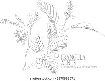 Alder buckthorn branch vector contour. Frangula alnus plant outline. Set of Glossy buckthorn, Breaking buckthorn flowers and berries in Line for pharmaceuticals. Contour drawing of medicinal herbs