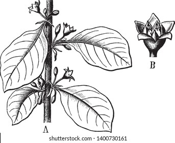 Alder Buckthorn flower figure B shows the Flower. A show the plant in which buds, flower and leaves are there. Buckthorns, like Hollies are dioeciously and our tree is female, vintage line drawing