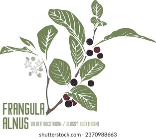 Alder buckthorn flowers and berries in color vector silhouette. Medicinal Frangula alnus plant. Set of Glossy buckthorn, Breaking buckthorn branch in color image. Medicinal herbs color drawing