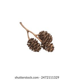Alder Cones Icon, Alnus Cone Symbol, Dry Plant Branch Sign, Dry Alder Twig Silhouette Isolated on White Background, Vector Illustration