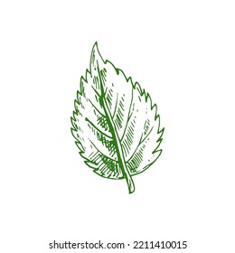 Alder leaf isolated hand drawn sketch. Vector birch tree leafage, aspen or elm green foliage,