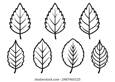 Alder Leaf line art capturing essence of alder leaves in simple lines