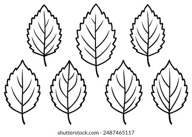 Alder Leaf line art exploring simplicity in alder leaf patterns