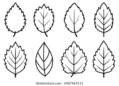 Alder Leaf line art highlighting charm of alder foliage with lines