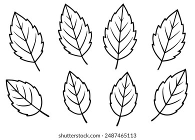 Alder Leaf line art showcasing detailed artistry in alder foliage