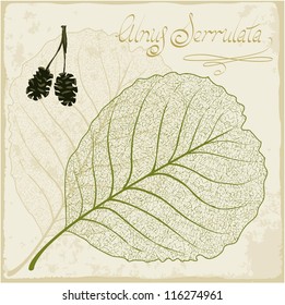 Alder leaf skeleton. Vector.
