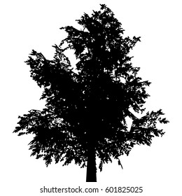 Alder Tree Silhouette Shape