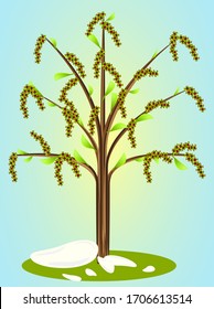 alder tree, in spring, with green leaves and red-green flowers, on a background of snow and grass