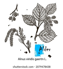 Alder. Vector leaves, flowers and fruits of the alder. Detailed botanical illustration for your design. Vector images of medicinal plants. Healthy lifestyle.