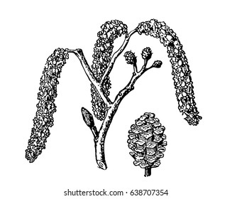 Alder. Vector leaves, flowers and fruits of the alder. Detailed botanical illustration for your design. Vector images of medicinal plants. Healthy lifestyle.