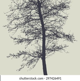 alder-tree silhouette. detailed vector illustration