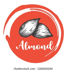 Aldmont nuts Vintage hand drawing of almonds Vector illustration.