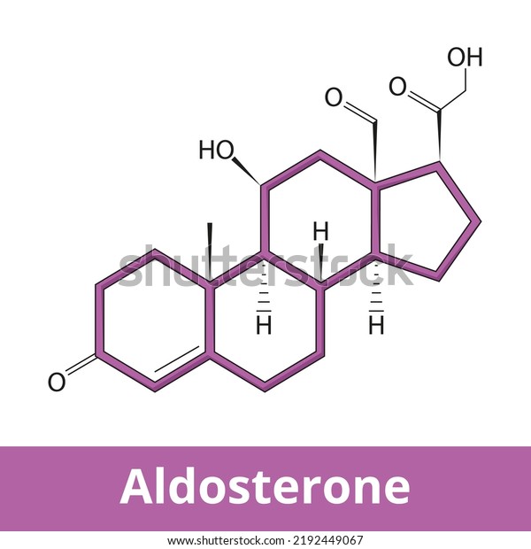Aldosterone.	Main\
mineralocorticoid steroid hormone produced by the zona glomerulosa\
of the adrenal cortex in the adrenal gland and is part of the\
renin–angiotensin–aldosterone\
system.