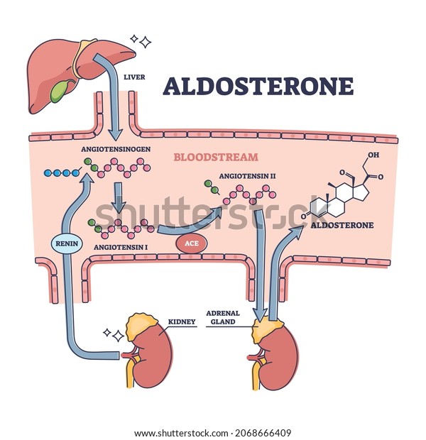 Aldosterone mineralocorticoid steroid\
hormone release process outline diagram. Labeled educational scheme\
with anatomical angiotensinogen, angotensin and aldosterone\
interaction vector\
illustration.