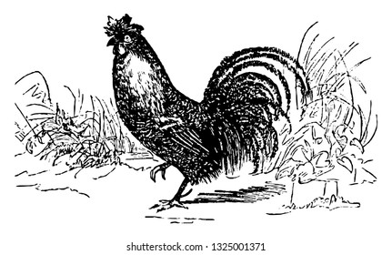 Alectorienne or the Cock, Alectromancy or Alectromancy were place in a circle drawn on the sand to find out the solution of what they were trying to find, vintage illustration. Infernal Dictionary