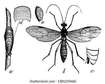 Aleiodes es un género de Hymenoptera parasitaria, dibujo de línea vintage o ilustración de grabado.