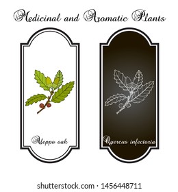 Aleppo oak (Quercus infectoria), medicinal plant. Hand drawn botanical vector illustration
