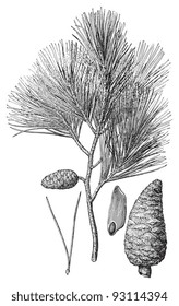 Aleppo Pine (Pinus halepensis) / vintage illustration from Meyers Konversations-Lexikon 1897