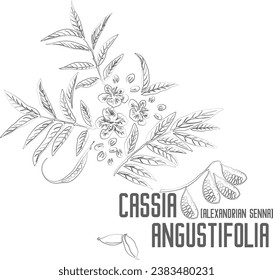Alexandrian senna vector contour. Cassia angustifolia plant outline. Set of Cassia angustifolia fruits  leafs flowers pods in Line for pharmaceuticals. Contour drawing of medicinal herbs