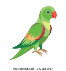 Alexandrine parakeet Bird illustration on white