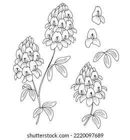 Alfalfa flower graphic black white isolated sketch illustration vector 