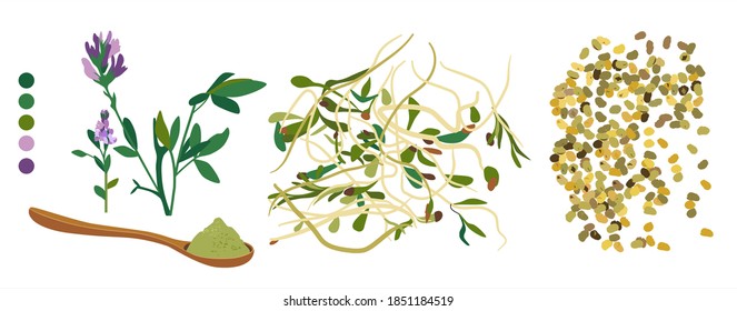 Alfalfa flowering plant,sprouts,beans and spoon with powder.Vegan organic food from lucerne.Grain and seeds.Doodle vector poster for cafe menu.Livestock fodder.Herbs for alternative medicine.