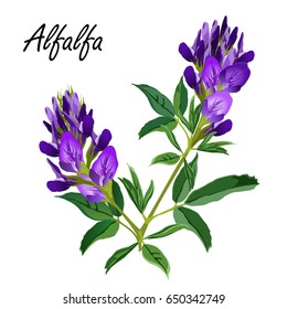 Alfalfa flowers (Medicago sativa, lucerne). Hand drawn vector illustration of alfalfa plant with leaves and flowers isolated on white background. 