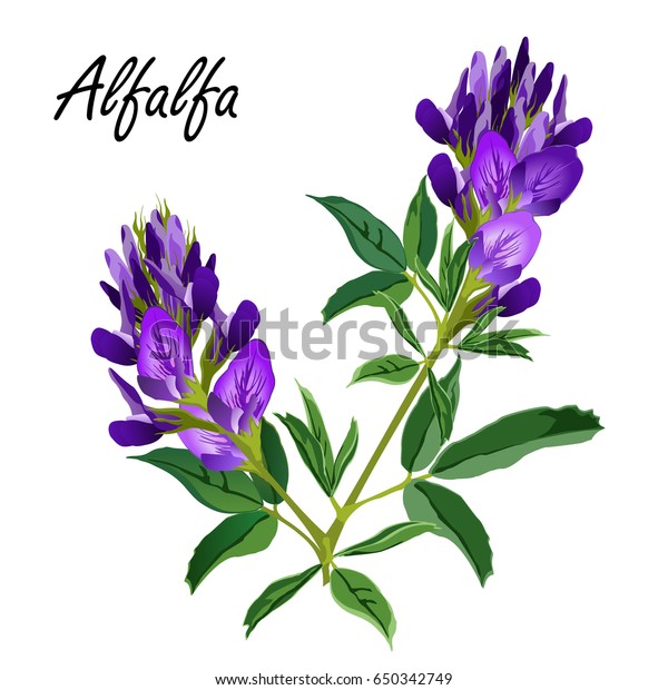 Alfalfa Flowers Medicago Sativa Lucerne Hand Stock Vector (Royalty Free ...