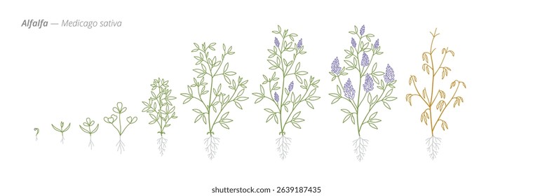 Alfalfa Growth Stages Vector Illustration with Accurate Botanical Detail for Forage Crop Management and Agricultural Use