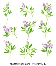 Alfalfa or Lucerne Healing Flower with Elongated Leaves and Clusters of Small Purple Flowers Vector Set