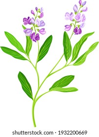 Alfalfa or Lucerne Healing Flower with Elongated Leaves and Clusters of Small Purple Flowers Vector Illustration