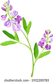 Alfalfa or Lucerne Healing Flower with Elongated Leaves and Clusters of Small Purple Flowers Vector Illustration