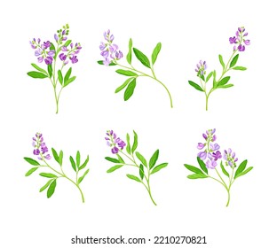 Alfalfa or Lucerne Healing Flower with Elongated Leaves and Clusters of Small Purple Flowers Vector Set