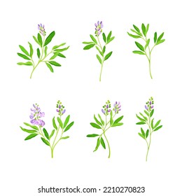 Alfalfa or Lucerne Healing Flower with Elongated Leaves and Clusters of Small Purple Flowers Vector Set