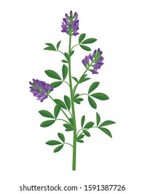 Alfalfa, lucerne healing flower vector medical illustration isolated on white background in flat design, infographic elements, healing herb icon.