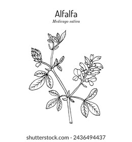 Alfalfa or lucerne (Medicago sativa), medicinal plant. Hand drawn botanical vector illustration