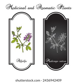 Alfalfa or lucerne (Medicago sativa), medicinal plant. Hand drawn botanical vector illustration