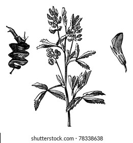 Alfalfa or Medicago Sativa or Lucerne or Lucerne Grass, vintage engraving. Old engraved illustration of Alfalfa isolated on a white background. Trousset Encyclopedia