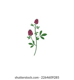 Alfalfa, Medicago sativa, lucerne healing flower vector medical illustration isolated on white background in flat design, infographic icon in flat style on white background