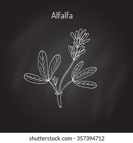 Alfalfa (Medicago sativa). Vector illustration