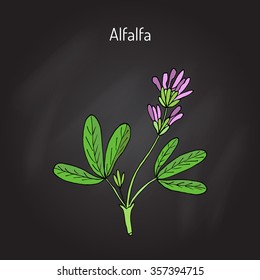 Alfalfa (Medicago sativa). Vector illustration