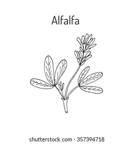 Alfalfa (Medicago sativa). Vector illustration